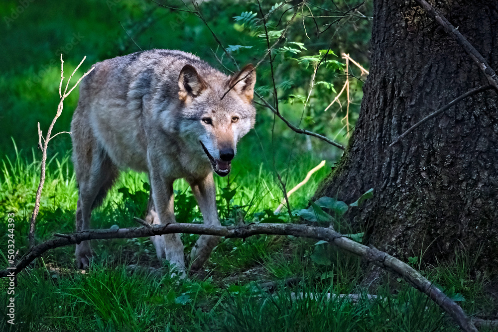 Fototapeta premium Europäischer Wolf ( Canis lupus ).