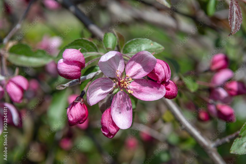 Obraz premium Blooming apple and pear trees. Soft focus. Spring colors and scents of nature.