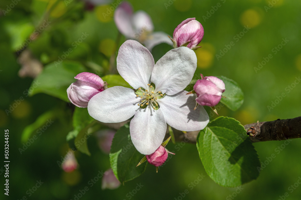 Blooming apple and pear trees. Soft focus. Spring colors and scents of nature. Blooming apple and pear trees. Soft focus. Spring colors and scents of nature.