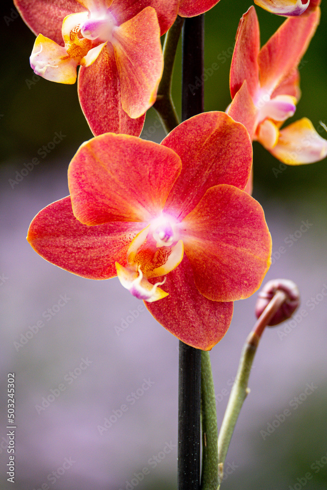 Orchideen exotische Blumen mit vielen Farben Orchideen exotische Blumen mit vielen Farben