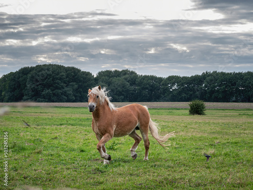 Free Haflinger Horse life at green meadow on R  gen island