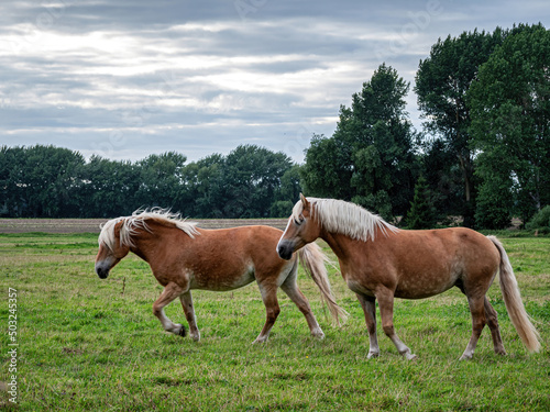 Free Haflinger Horse life at green meadow on R  gen island