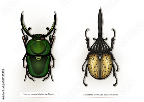 Set of insects: beetles, butterflies, moths, dragonflies. Etymologist's set. Clip art, set of elements for design Vector illustration.