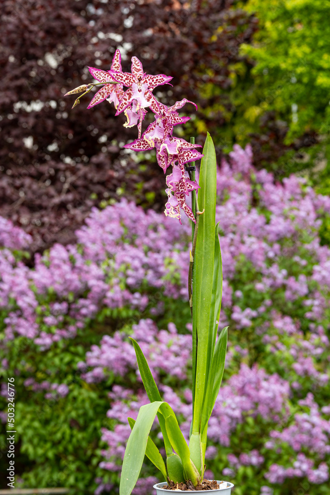 Orchideen Phalaenopsis exotische Blumen bunte Blüte