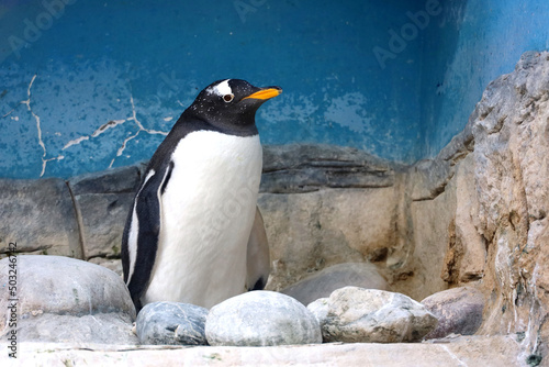 Gentoo penguin stands on a rocks in a zoo. Pygoscelis papua resting after swimming
