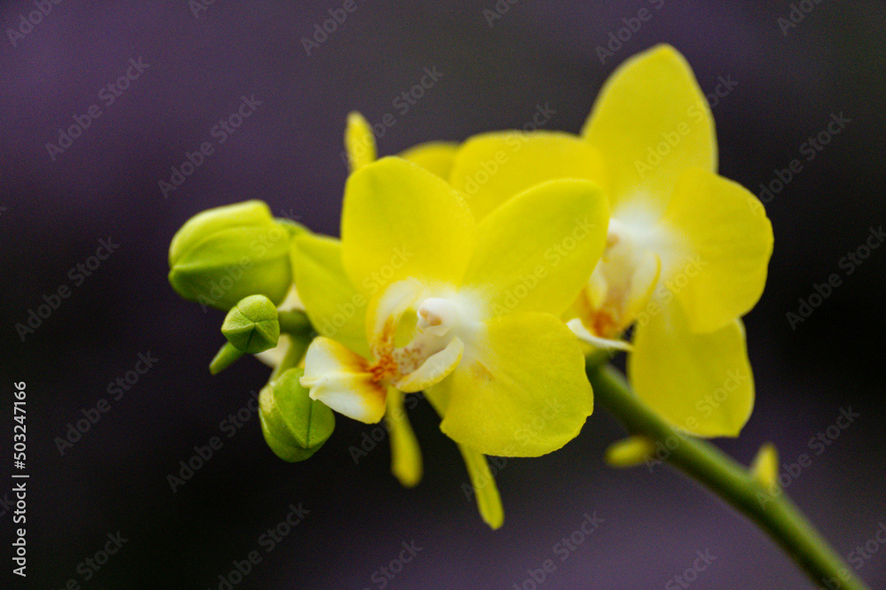 Orchideen exotische Blumen mit vielen Farben Orchideen exotische Blumen mit vielen Farben