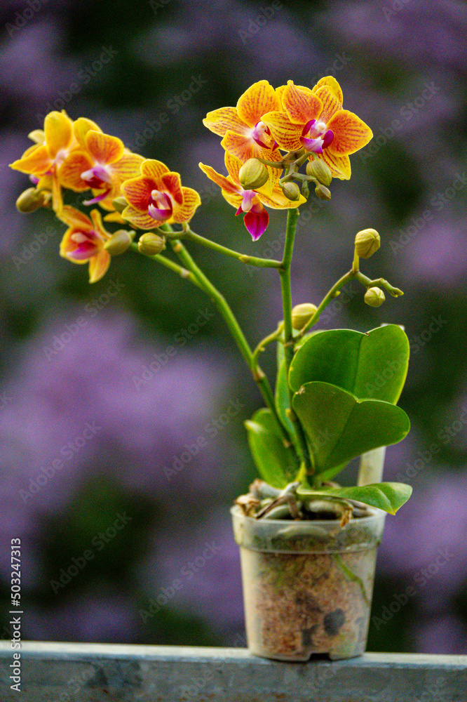 Naklejka premium Orchideen exotische Blumen mit vielen Farben
