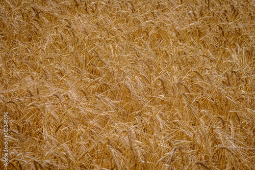 Detail of a field cultivated with wheat in the province of Guadalajara (Spain)