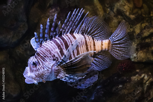 Pterois miles, brown-striped lionfish zebra against brown stones