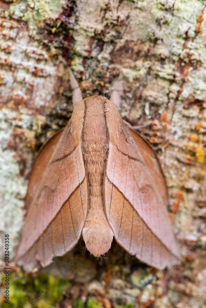 emperor moth – Oiticella sp. – beautiful large moth from South American forests and woodlands, Ecuador. emperor moth – Oiticella sp. – beautiful large moth from South American forests and woodlands, Ecuador.