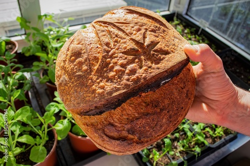 Homemade bread (fresh loaf) in hand. And vegetable garden