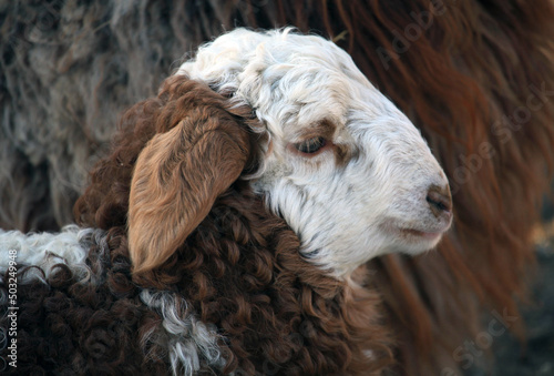 the close up of  a dirty  sheep or goat 's face in Xinjiang hami photo