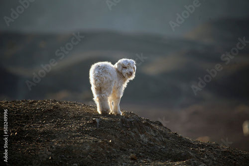 a dirty naughty shy lonely little sheep with Virtual green background in Xinjiang hami under the sunlight photo