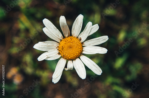 daisy flower close up