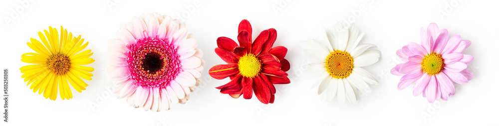 Summer flowers creative banner. Gerbera, daisy, aster and doronicum set. - obrazy, fototapety, plakaty 