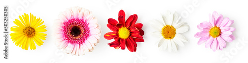 Summer flowers creative banner. Gerbera, daisy, aster and doronicum set. photo