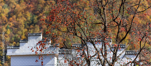 Henan sanmenxia village peasant autumn beauty with Red persimmon tree photo