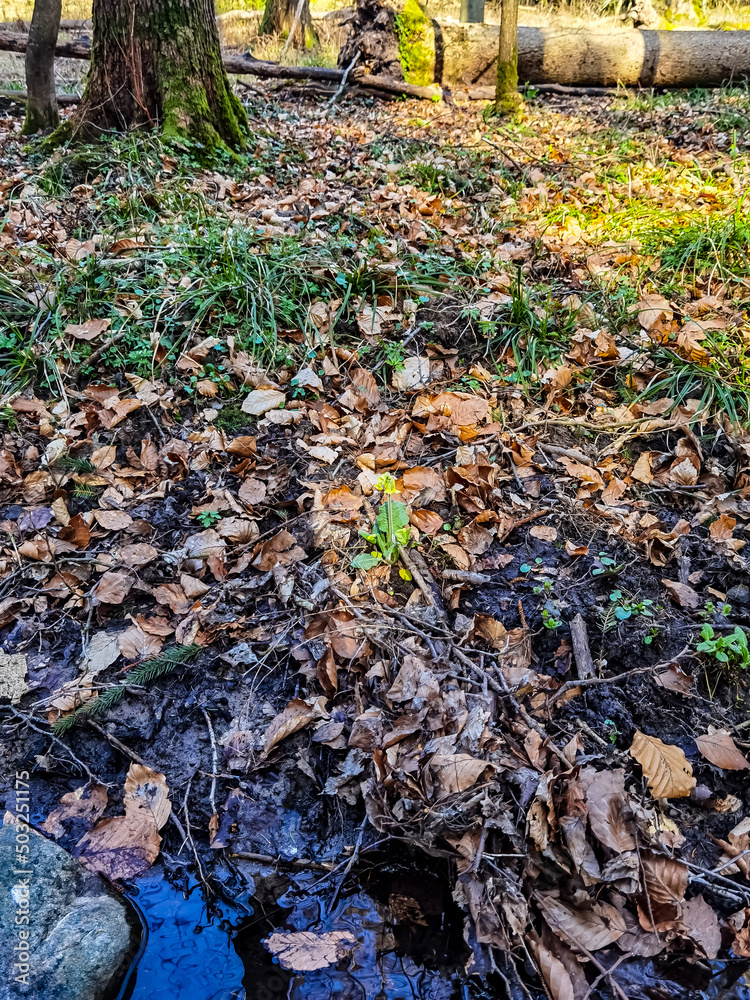 autumn leaves on the ground autumn leaves on the ground