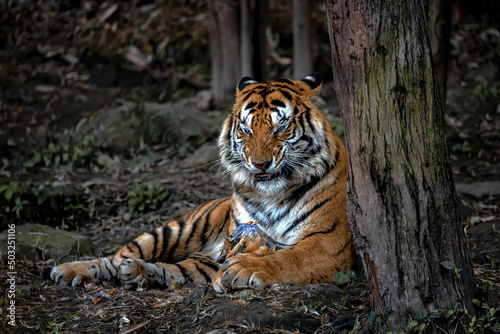 the close up of a Chongqing yongchuan Bengal tiger beside the tree in the zoo photo