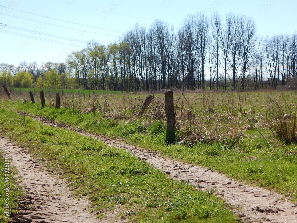 Fototapeta premium vineyard in the spring