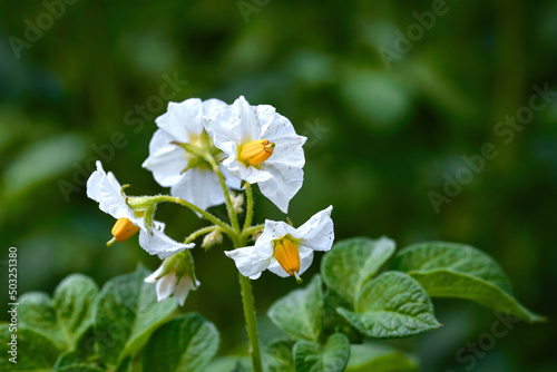 Potato flowers blossom, blooming potato flower on farm field. Potato plant bush with flowers closeup. Potatoes plants with white flowers growing on farmers plant..