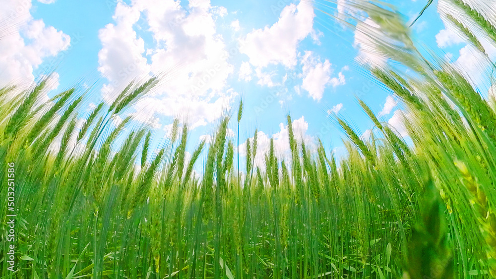 Fototapeta premium 麦畑を見上げると青空と雲 Looking up at the wheat field, the blue sky and clouds 