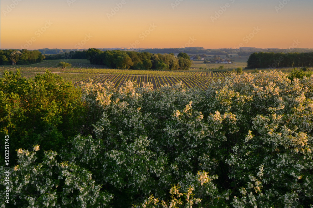 Paysage rural vignes et acacias