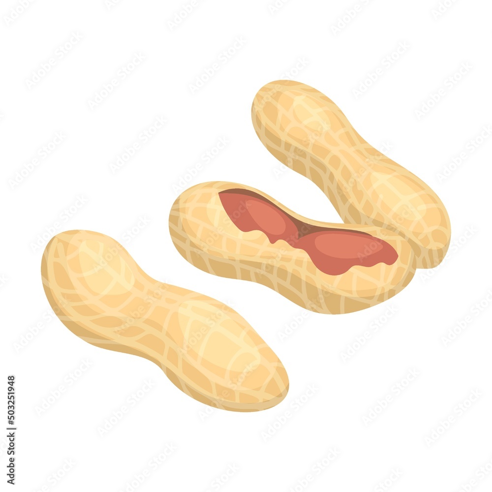 Raw nut, peanut in shell. Vector illustration of food. Cartoon almond, hazelnut, pistachio, macadamia, pecan, peanut isolated on white Raw nut, peanut in shell. Vector illustration of food. Cartoon almond, hazelnut, pistachio, macadamia, pecan, peanut isolated on white