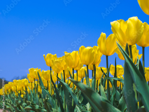 青空と満開の黄色いチューリップ