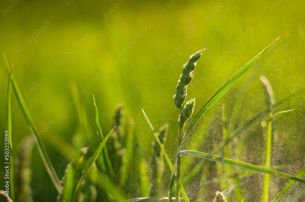A hight green grass on green background. Summer time morning. Beauty of nature. A hight plant. A hight green grass on green background. Summer time morning. Beauty of nature. A hight plant.