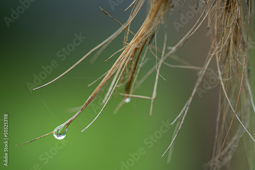 After the rain: Single draindrop clinging to the end of frayed rope in a romantic garden © Richard