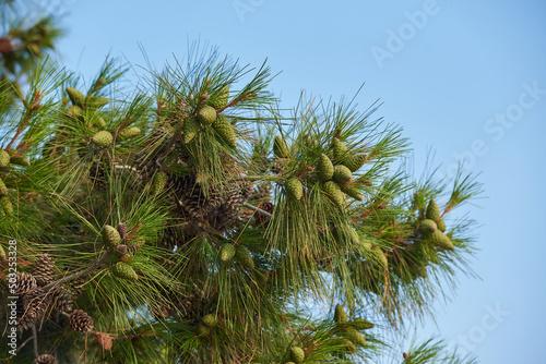 Pine branch with long needles and cones against blue sky