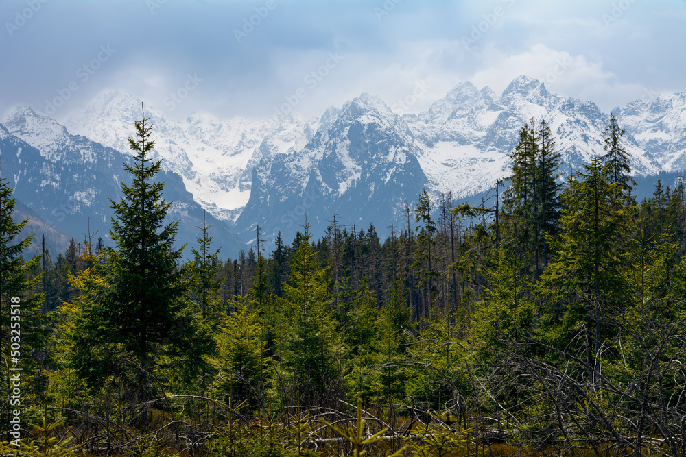 Widok na Tatry ze szlaku na Rusinową Polanę