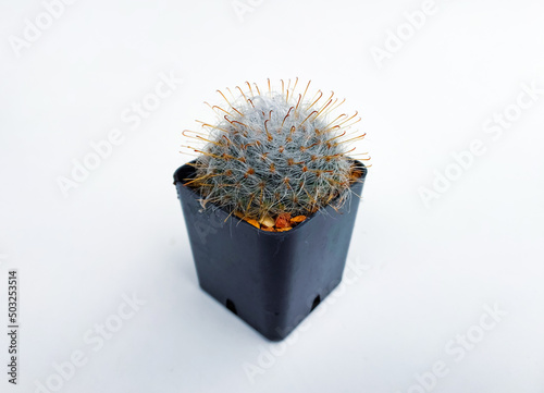 Circle cactus in the black pot with white background