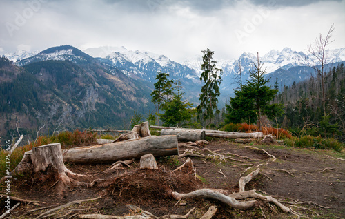 Fototapeta Naklejka Na Ścianę i Meble -  Widok na Tatry ze szlaku na Rusinową Polanę