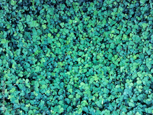 Small green leaves of plant on the ground 