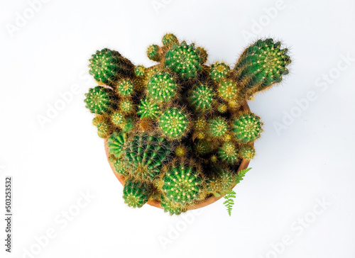 Cactus in the cray pot with white background and copy space