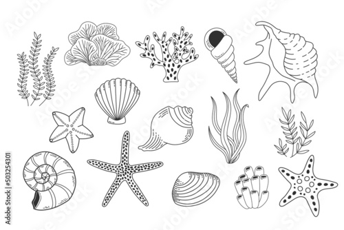 Shells, sea plants and starfish isolated on white background. Coral reef vector illustration. Collection of clam mollusc linear icons. Ocean life outline set