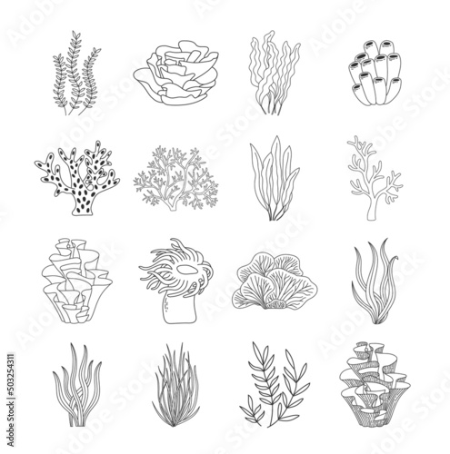 Trendy coral reef and seaweed vector collection. Underwater ocean plants line icon set. Aquarium algae, laminaria, kelp water life isolated on white background.