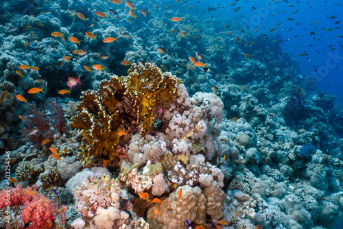 Coral reefs in the Red Sea, Egypt