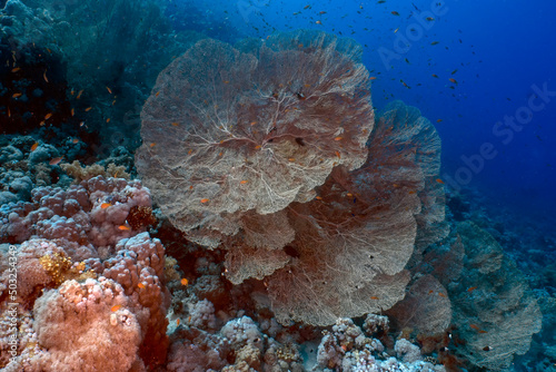 Giant Gorgonian Sea Fans (Subergorgia hicksoni) in the Red Sea, Egypt photo