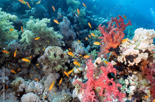 Fototapeta Naklejka Na Ścianę i Meble -  Coral reefs in the Red Sea, Egypt