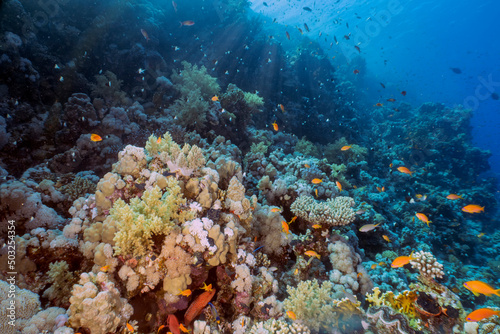 Coral reefs in the Red Sea  Egypt