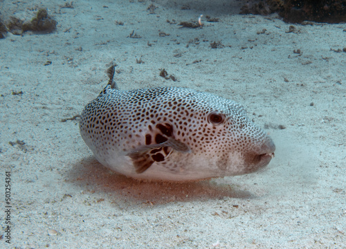 A Starry Puffer  Arothron stellatus  in the Red Sea  Egypt