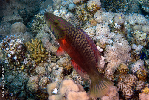 A Cheeklined Splendour Wrasse  Oxycheilinus digramma  in the Red Sea  Egypt