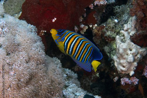 A lone Regal Angelfish (Pygoplites diacanthus) in the Red Sea
