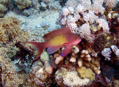 Jewel Fairy Basslets (Pseudanthias squamipinnis) in the Red Sea, Egypt