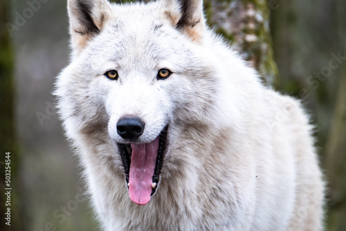 Close up of an adult white wolve roaming in the forest