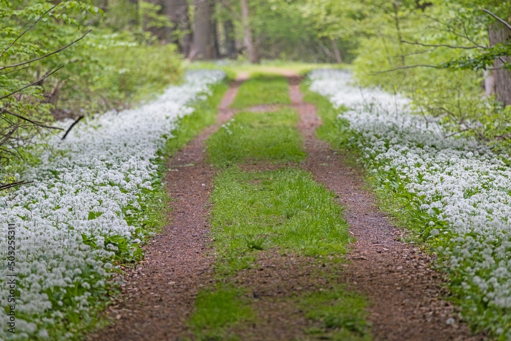 Fototapeta premium View along a forest path lined with white blooming wild garlic in springtime