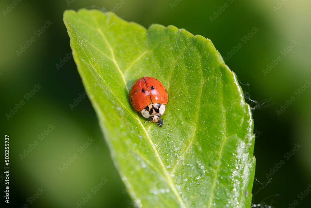 Fototapeta premium A ladybug lives in the wild, North China